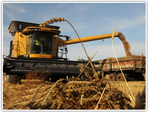 Алтайчууд авах ургацаа 1000 тонноор нэмэгдүүлнэ Алтайчууд авах ургацаа 1000 тонноор нэмэгдүүлнэ